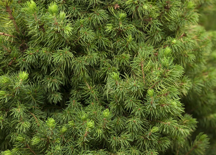 R Picea glauca 'Daisy White'