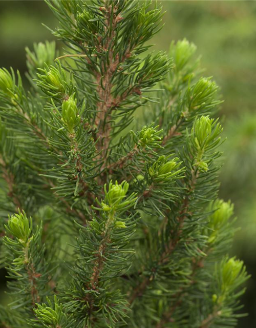 R Picea glauca 'Daisy White'