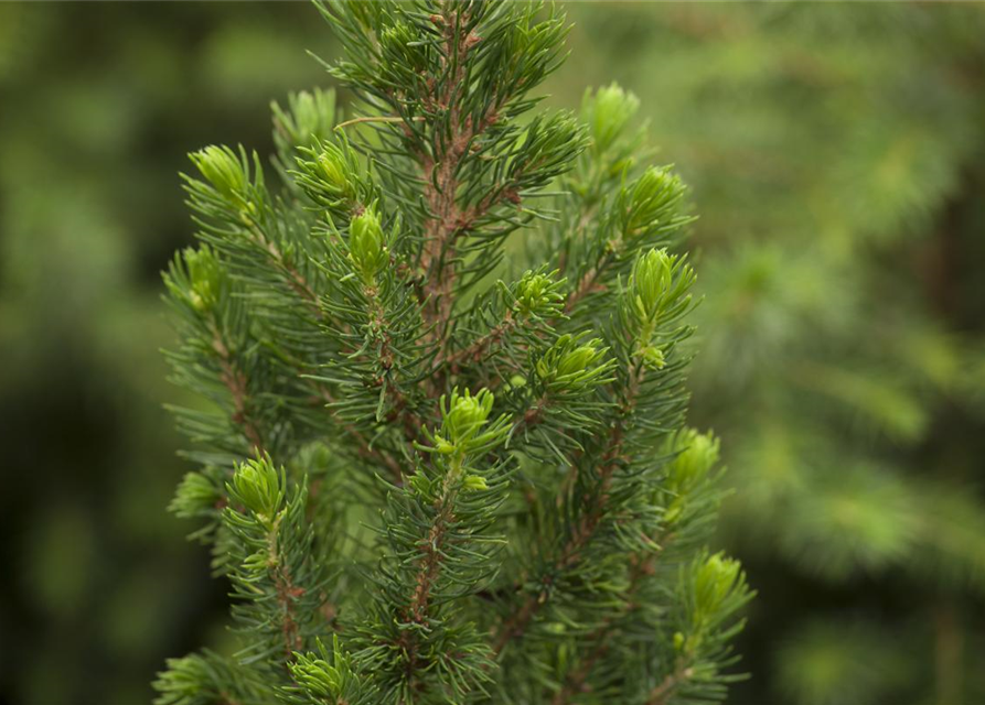 R Picea glauca 'Daisy White'