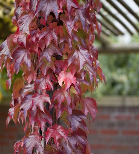 Parthenocissus tricuspidata 'Veitchii Robusta'