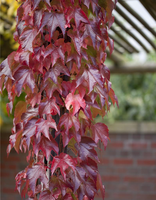 Parthenocissus tricuspidata 'Veitchii Robusta'