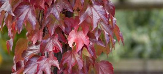 Parthenocissus tricuspidata 'Veitchii Robusta'