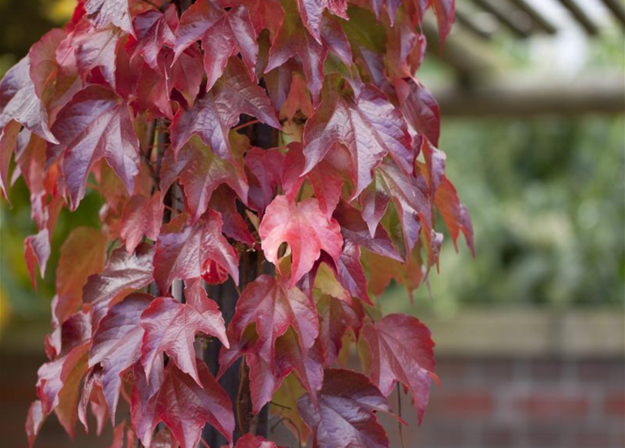 Parthenocissus tricuspidata 'Veitchii Robusta'