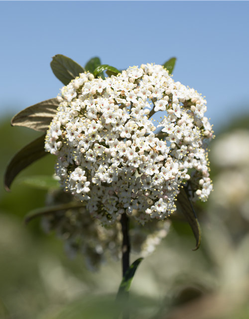 Viburnum x pragense 'Prager Schneeball'