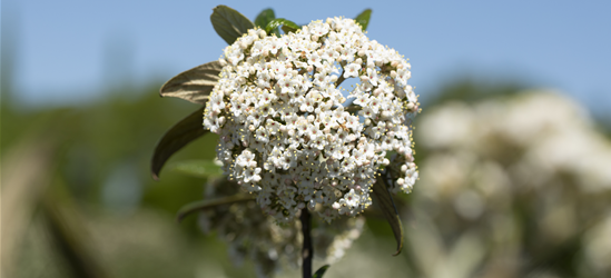 Viburnum x pragense 'Prager Schneeball'