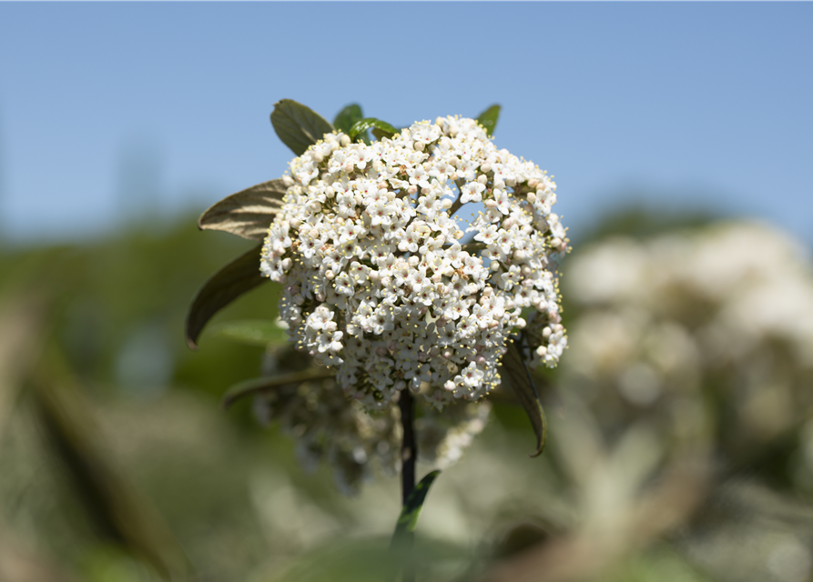 Viburnum x pragense 'Prager Schneeball'