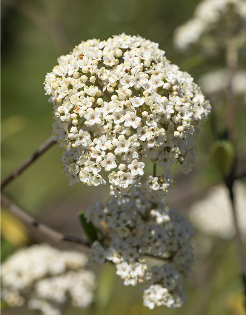 Viburnum x pragense 'Prager Schneeball'