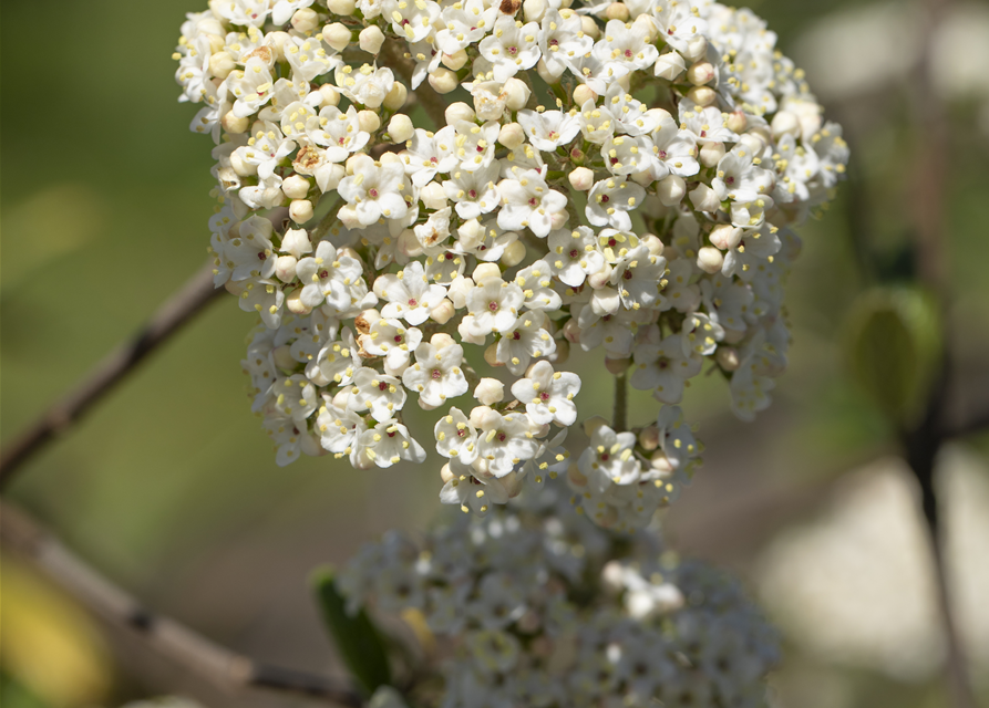 Viburnum x pragense 'Prager Schneeball'