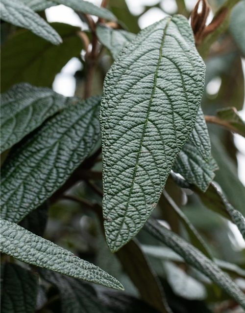 Viburnum x pragense 'Prager Schneeball'