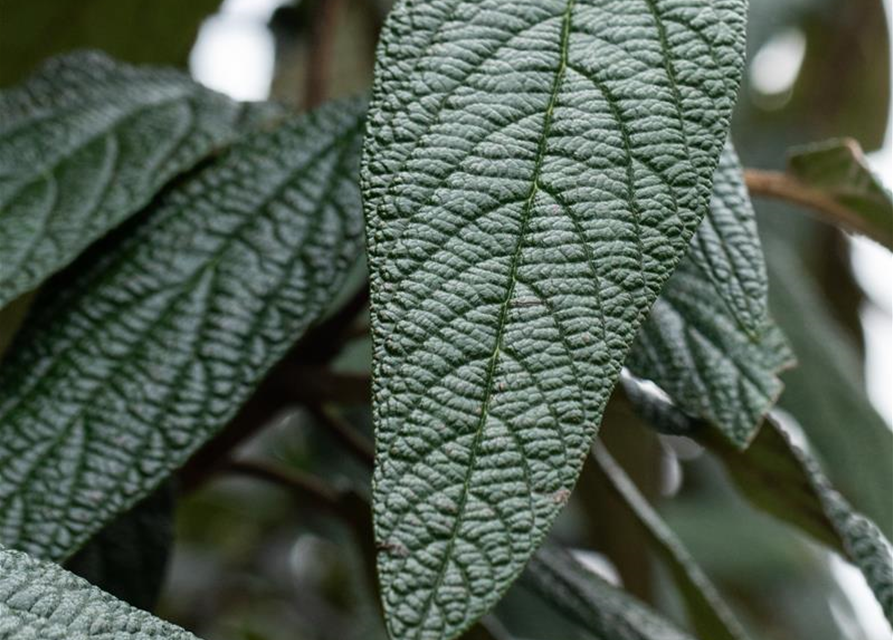 Viburnum x pragense 'Prager Schneeball'