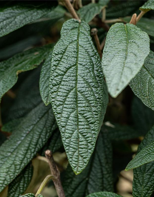 Viburnum x pragense 'Prager Schneeball'