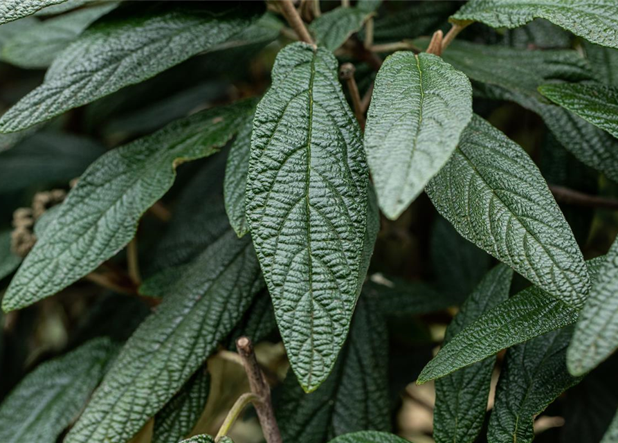 Viburnum x pragense 'Prager Schneeball'