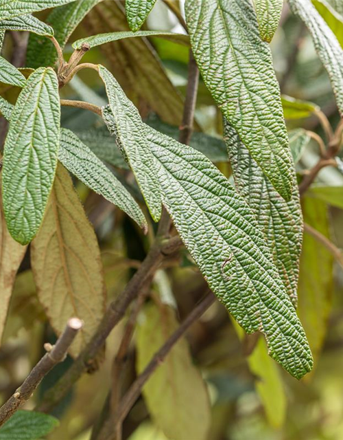 Viburnum x pragense 'Prager Schneeball'