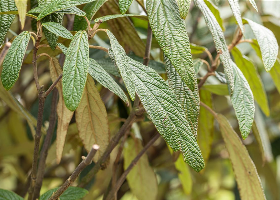 Viburnum x pragense 'Prager Schneeball'