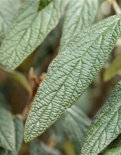 Viburnum x pragense 'Prager Schneeball'