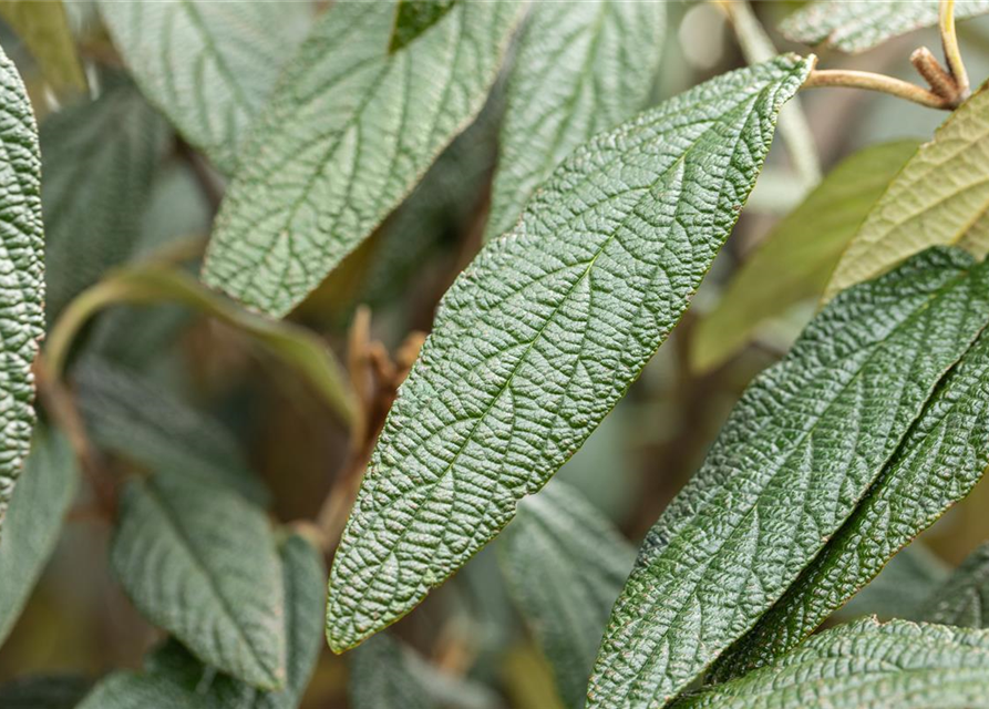 Viburnum x pragense 'Prager Schneeball'