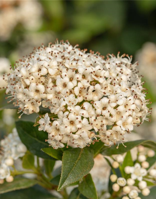 Viburnum x pragense 'Prager Schneeball'