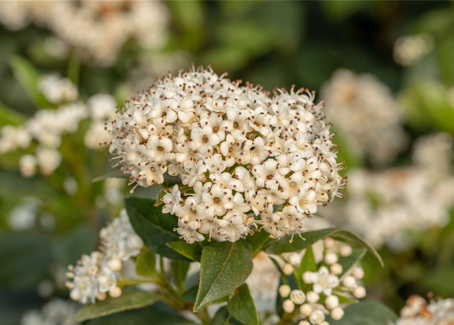 Viburnum x pragense 'Prager Schneeball'