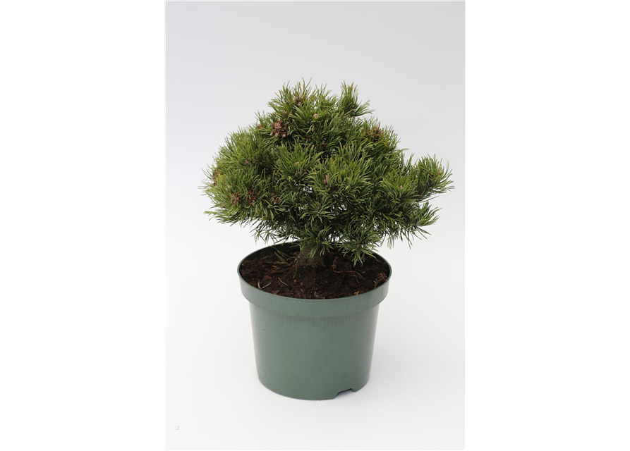 R Pinus densiflora 'Edsal Wood'