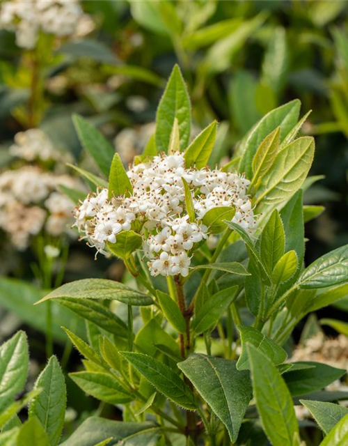 Viburnum x pragense 'Prager Schneeball'