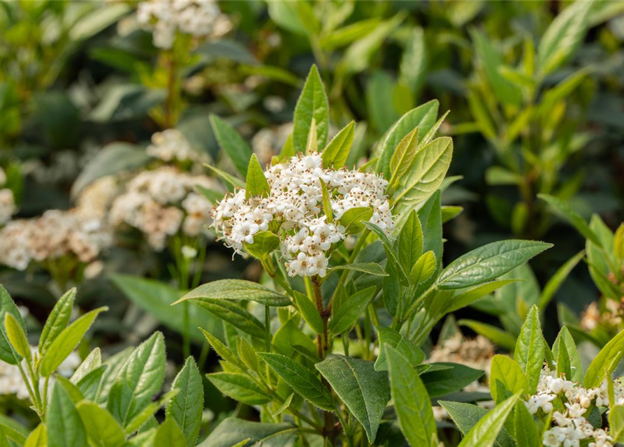 Viburnum x pragense 'Prager Schneeball'