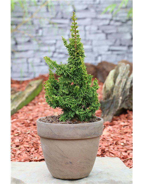 R Thuja occidentalis 'Malonyana Holub'