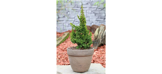 R Thuja occidentalis 'Malonyana Holub'