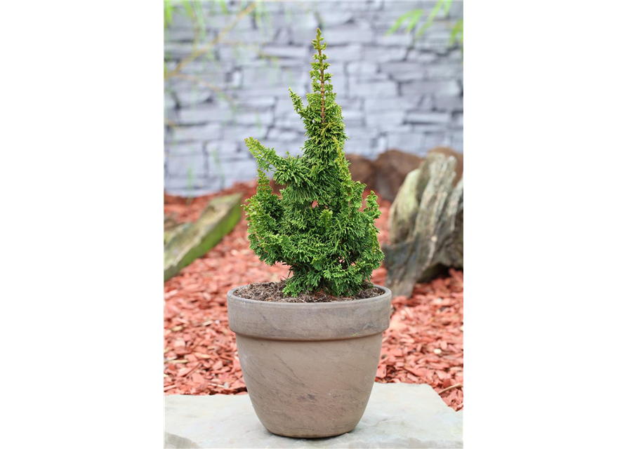 R Thuja occidentalis 'Malonyana Holub'