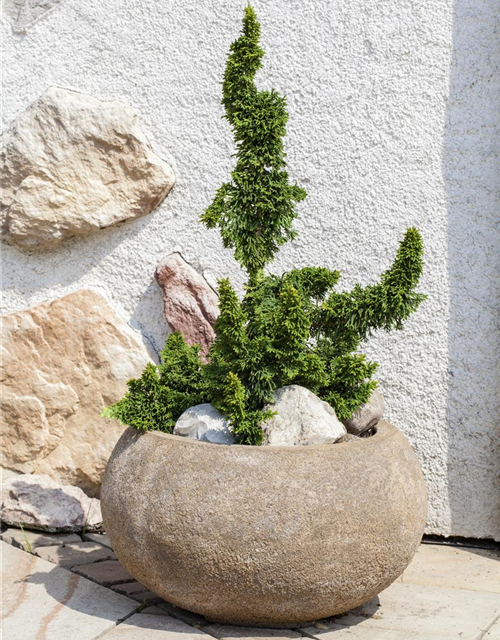 R Thuja occidentalis 'Malonyana Holub'