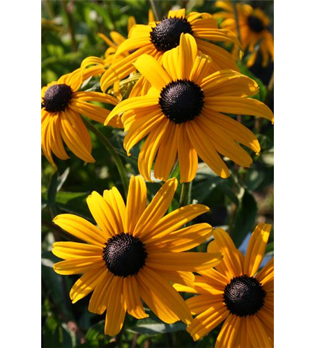 Rudbeckia fulgida v. sull. 'Goldsturm' 