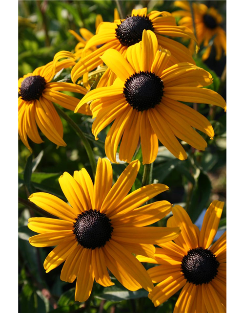 Rudbeckia fulgida v. sull. 'Goldsturm' 