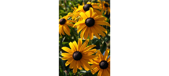 Rudbeckia fulgida v. sull. 'Goldsturm' 