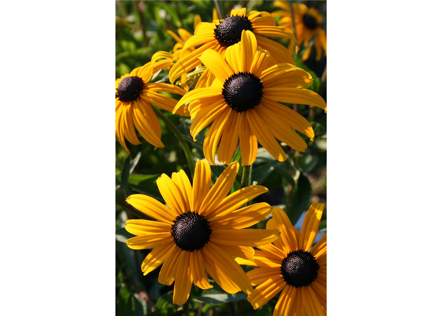 Rudbeckia fulgida v. sull. 'Goldsturm' 