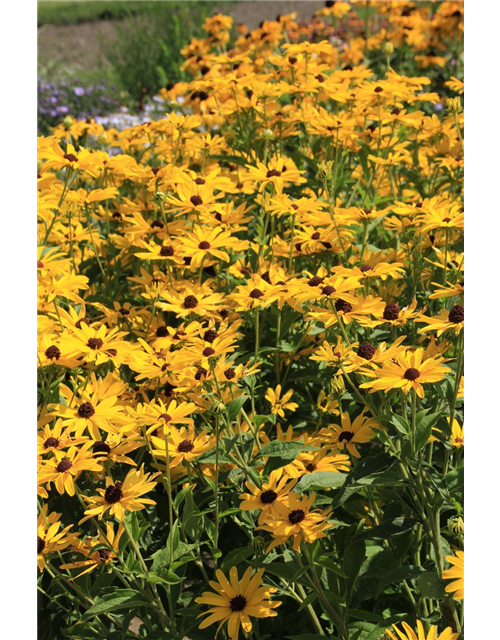 Rudbeckia fulgida v. sull. 'Goldsturm' 