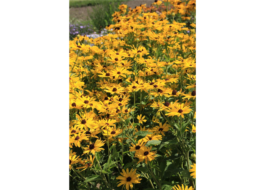 Rudbeckia fulgida v. sull. 'Goldsturm' 