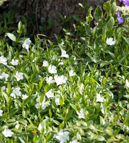 Vinca minor 'Alba'