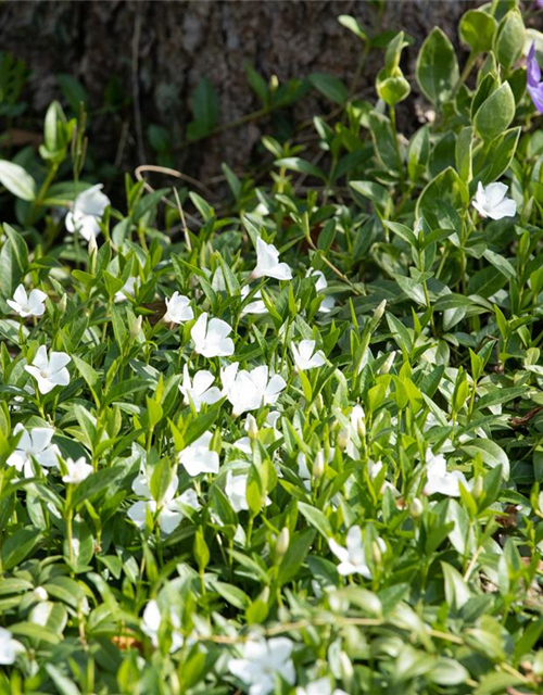 Vinca minor 'Alba'