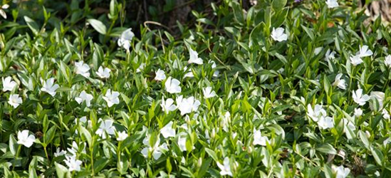 Vinca minor 'Alba'