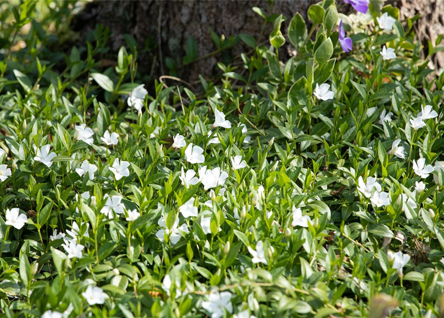 Vinca minor 'Alba'