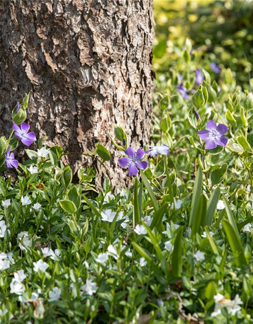 Vinca minor 'Alba'