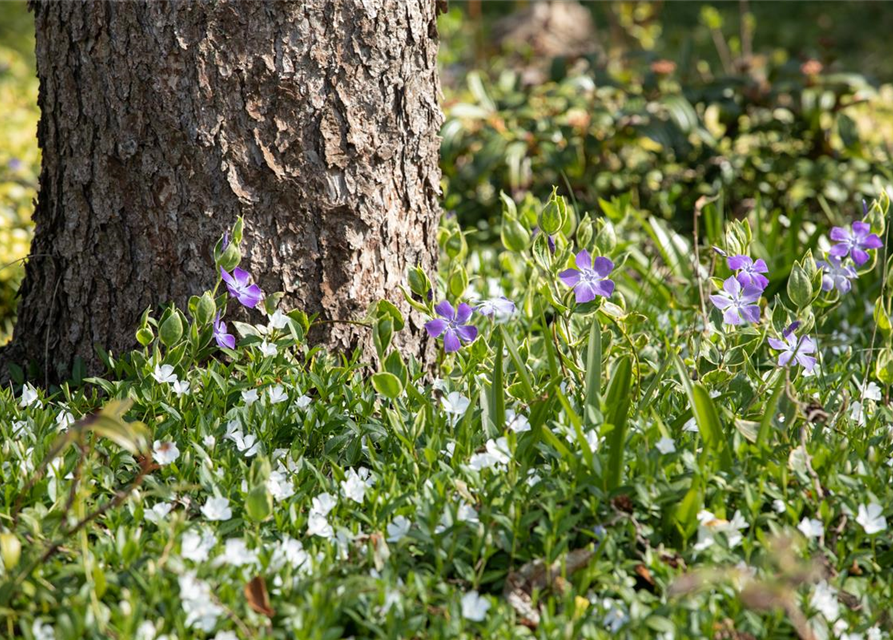 Vinca minor 'Alba'