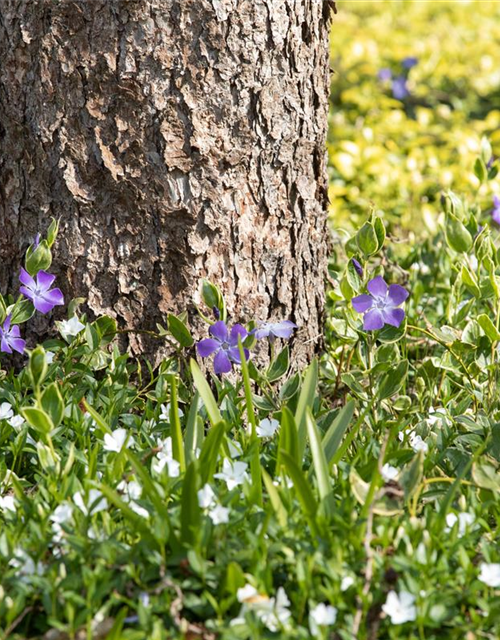 Vinca minor 'Alba'