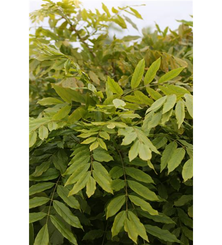 Wisteria floribunda 'Issai' ('Domino')