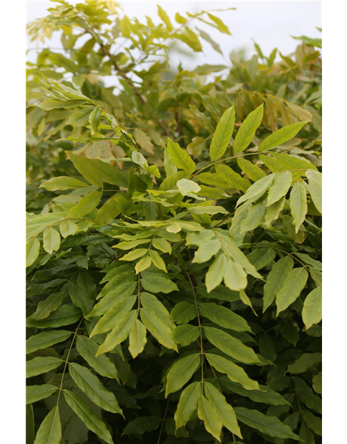 Wisteria floribunda 'Issai' ('Domino')