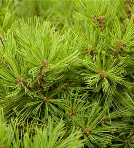 R Pinus densiflora 'Low Glow'