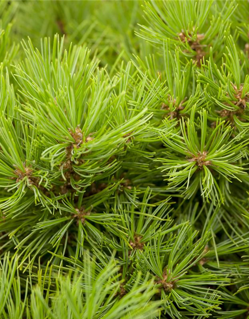 R Pinus densiflora 'Low Glow'