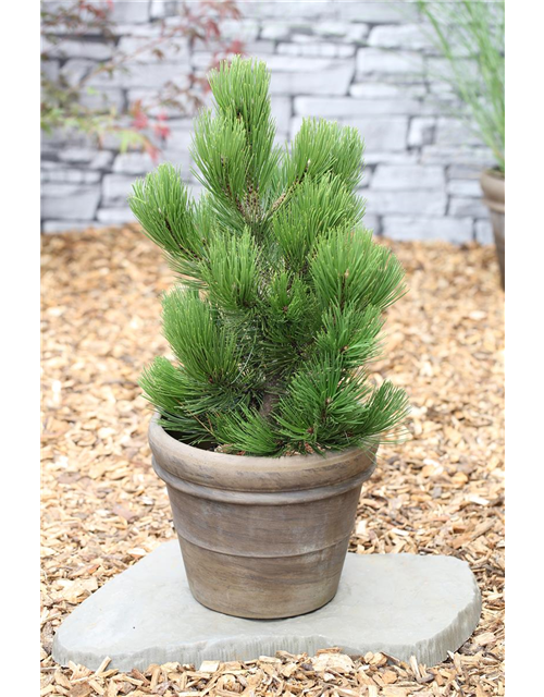 R Pinus heldreichii 'Compact Gem'