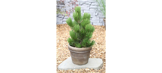 R Pinus heldreichii 'Compact Gem'