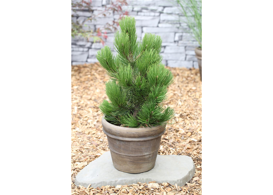 R Pinus heldreichii 'Compact Gem'