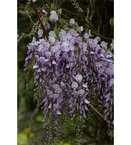 Wisteria sinensis 'Prolific'